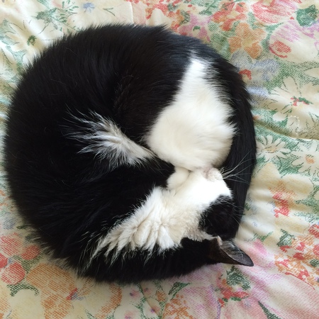 Gussie Yin-yang