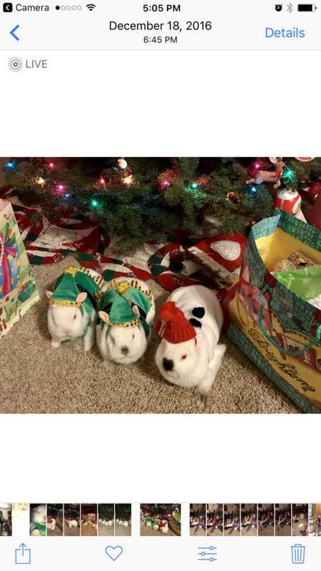 Entry image for Cottontail, Harvey, Pinky. Clicking this image will show a larger photo