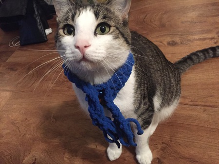 Entry image for Feathers. Clicking this image will show a larger photo