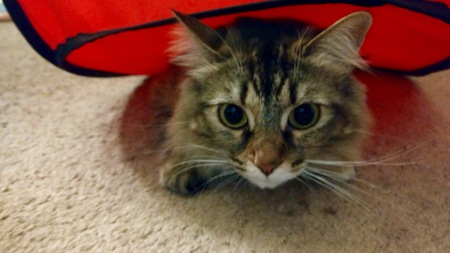 Entry image for Kasha. Clicking this image will show a larger photo