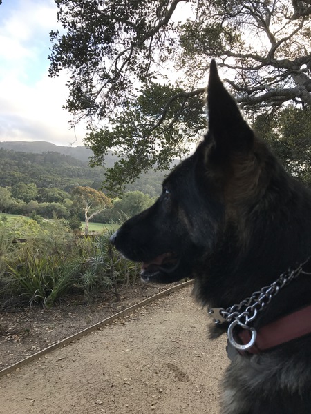 Entry image for Freddy. Clicking this image will show a larger photo