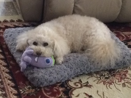 Entry image for Maddie Bova. Clicking this image will show a larger photo