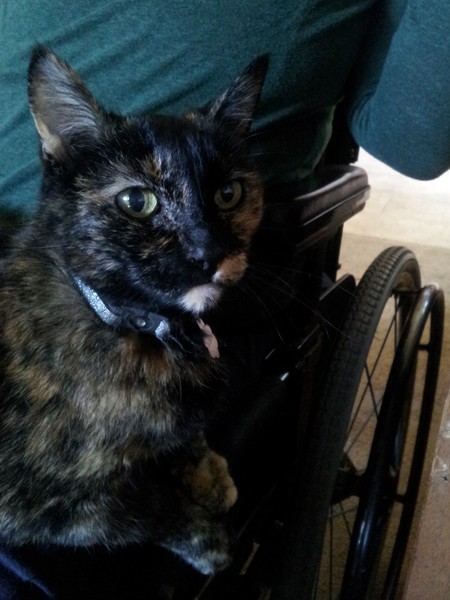 Entry image for Jaxon. Clicking this image will show a larger photo