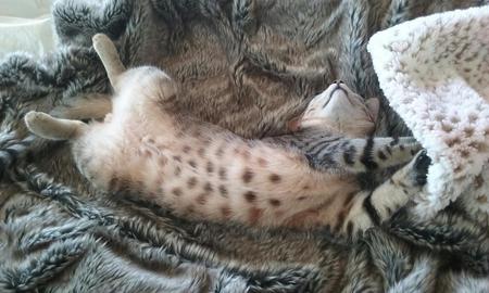 Entry image for Arlo - napping without a care with my feet in the air. Clicking this image will show a larger photo