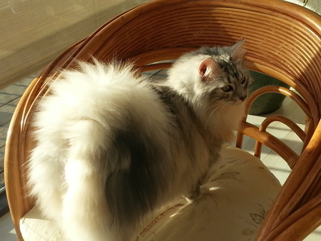 Entry image for Haylo - the Girlie with a big Curly. Clicking this image will show a larger photo