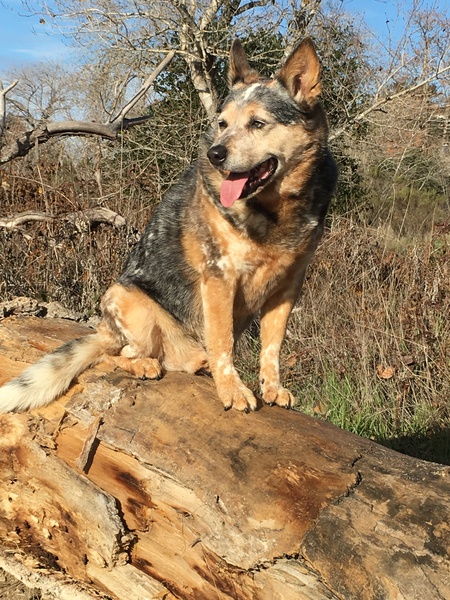 Entry image for Bayliss. Clicking this image will show a larger photo