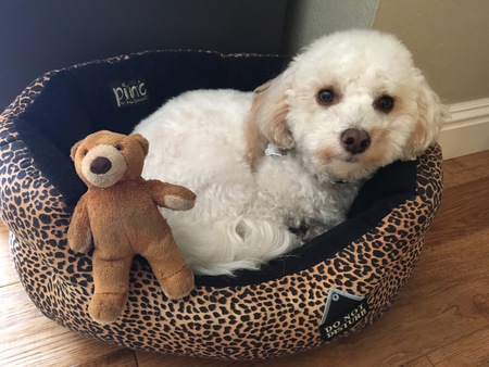 Entry image for Bowie. Clicking this image will show a larger photo