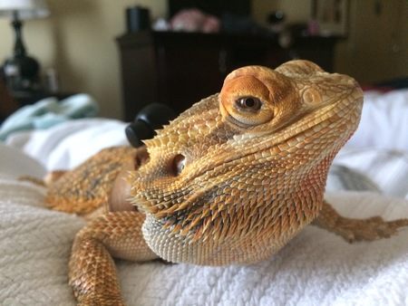 Entry image for Fred. Clicking this image will show a larger photo