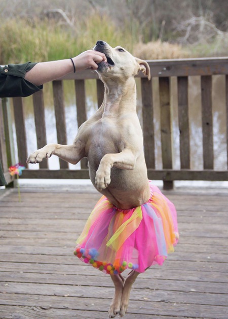 Entry image for Luna . Clicking this image will show a larger photo