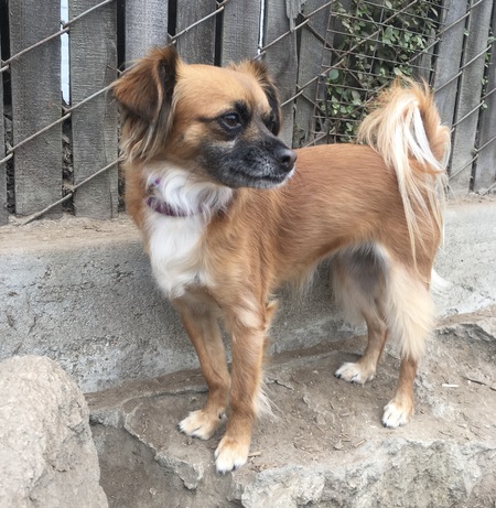 Entry image for Cinnie / Cinnamon. Clicking this image will show a larger photo