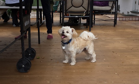 Entry image for Annie. Clicking this image will show a larger photo