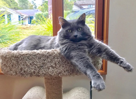 Entry image for Tilley. Clicking this image will show a larger photo