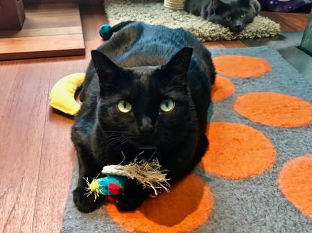 Entry image for Anette. Clicking this image will show a larger photo