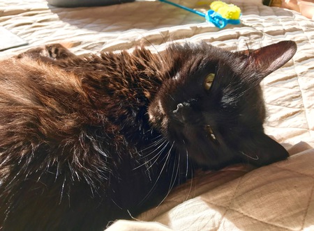 Entry image for Sam. Clicking this image will show a larger photo