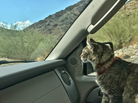 Entry image for Tut. Clicking this image will show a larger photo