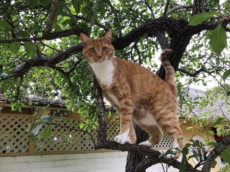 Entry image for Romeo. Clicking this image will show a larger photo