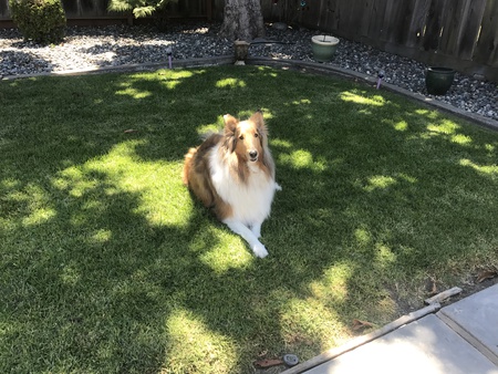 Entry image for Caruso. Clicking this image will show a larger photo