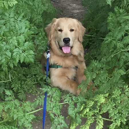 Entry image for Chase. Clicking this image will show a larger photo