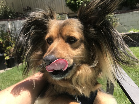 Entry image for Henry Finn Devlin. Clicking this image will show a larger photo