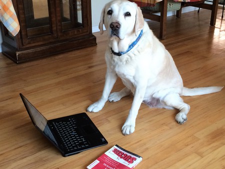 Entry image for Bailey. Clicking this image will show a larger photo