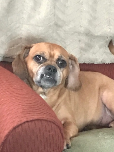 Penny