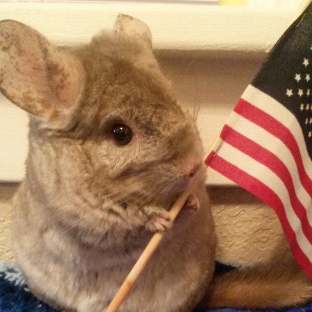 Chico Chinchilla