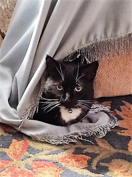 Kitty