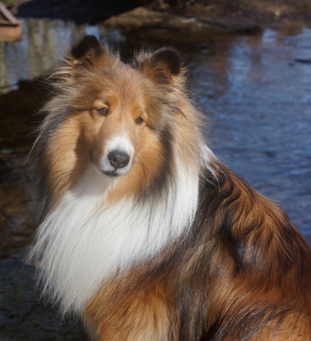 Tucker