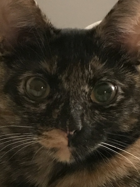 Amber