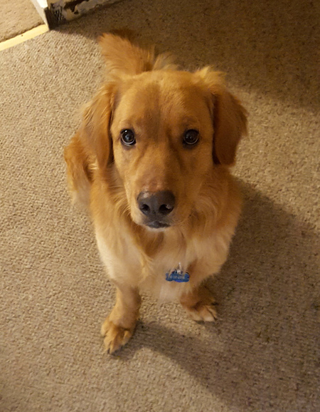 Finn