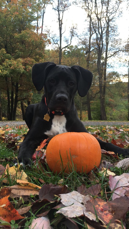 Milo
