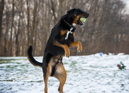Rocky