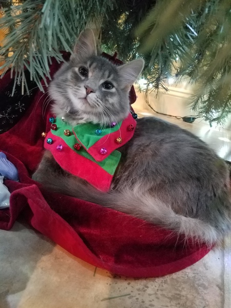 Leo