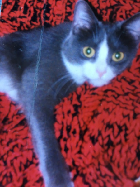 Fritzy