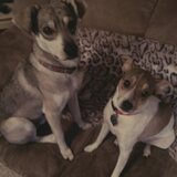 Entry image for Milo and Tobi