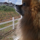 Entry image for Bear