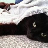 Entry image for Maximus 