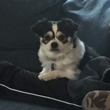 Entry image for Ewok 