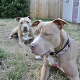 Entry image for Isabo & Murphy