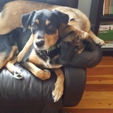 Entry image for Rex and Korra