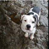 Entry image for Layla