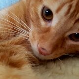 Entry image for Kona