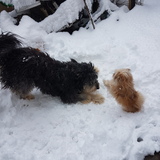 Entry image for Ryder and Tiny