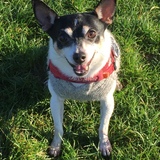 Entry image for Ranger