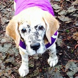 Entry image for Carrie