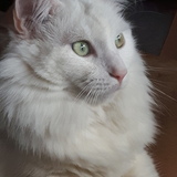 Entry image for Lily