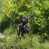 Entry image for Raven