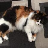 Entry image for CaliCat