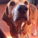 Entry image for Daisy