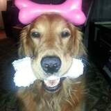 Entry image for Kobe AKA The Kobster 